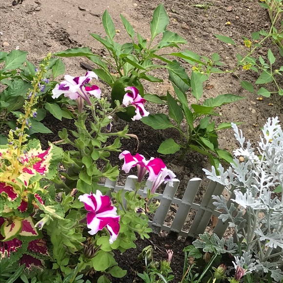 Meet your Posher, Sara Rose - Picture 8 of 12